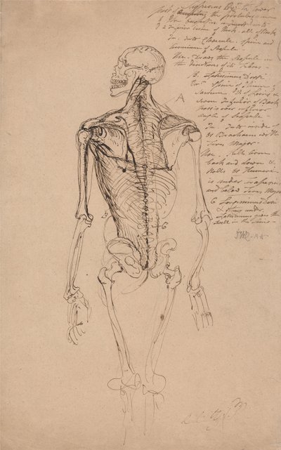 Zeichnung eines menschlichen Skeletts von James Ward